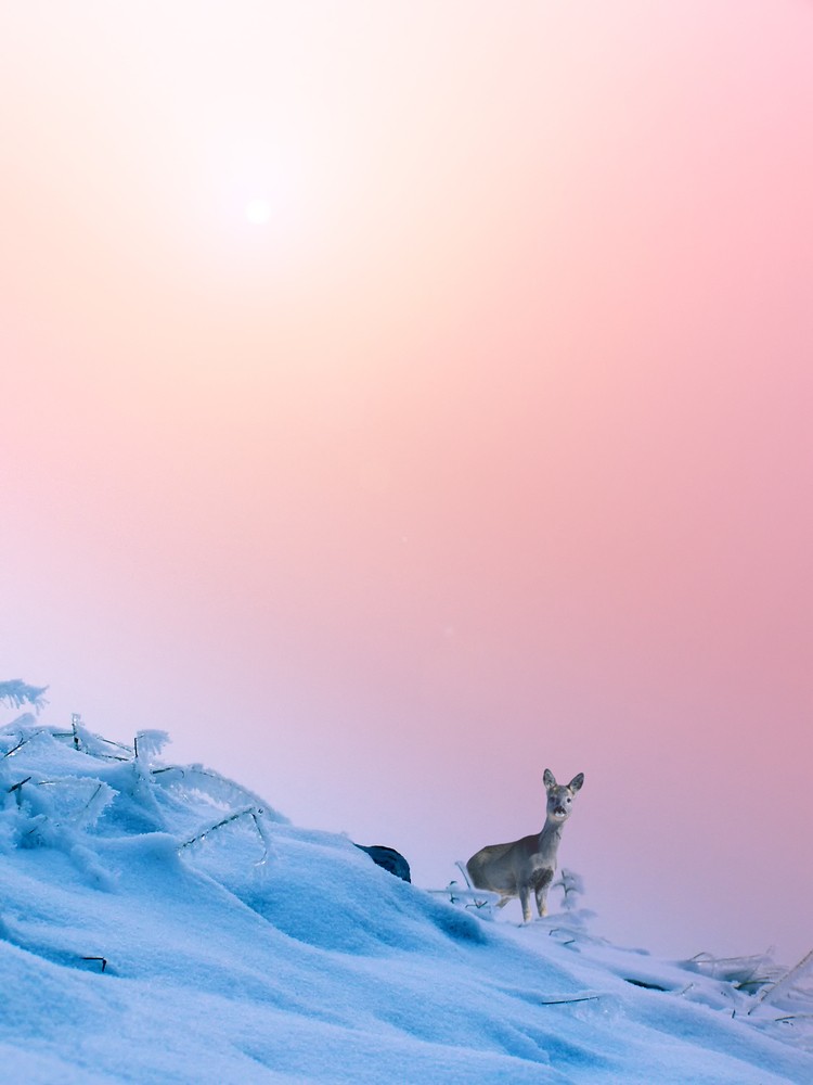 Deer in the snow by Alin Brotea © Shutterstock Inc. All rights reserved.
