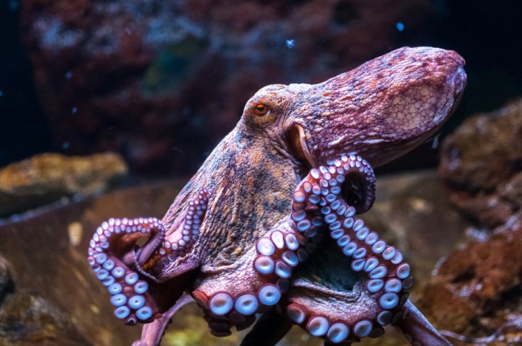 Octopus in water by Olga Visavi © Shutterstock Inc. All rights reserved